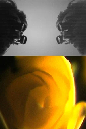 Постер: Love Rose