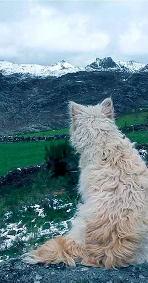 Постер: Histories of Wolves