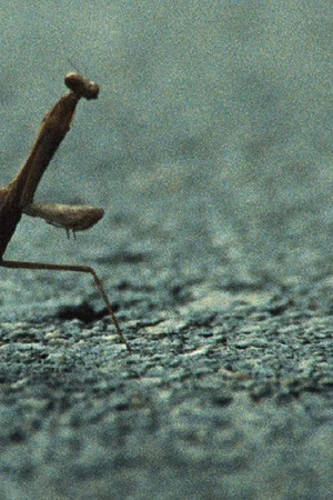 Постер: No, I Am Not a Toad, I Am a Turtle!