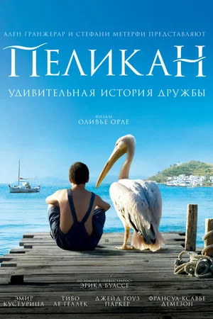 Постер: Пеликан