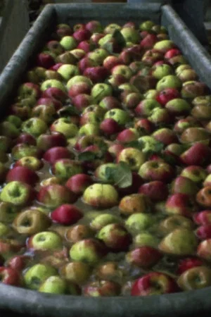 Постер: Making Apple Juice