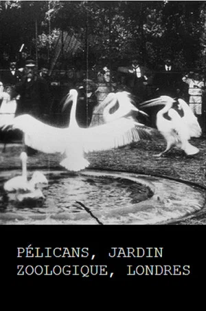 Постер: Pelicans, London Zoological Garden