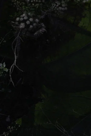 Постер: Lost Gardens