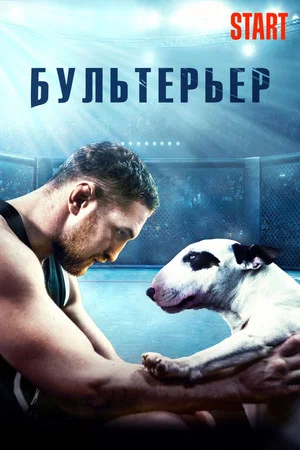 Постер: Бультерьер