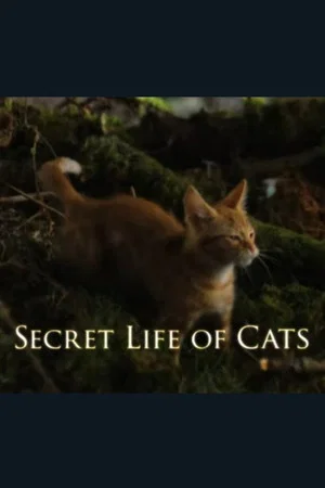 Постер: The Secret Life of Cats