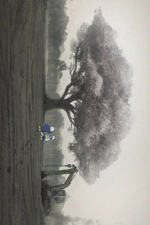 Постер: A Tree