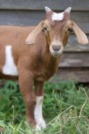 Постер: If it Won’t Hold Water, it Surely Won’t Hold a Goat