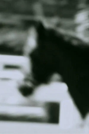Постер: Untitled (Horse)