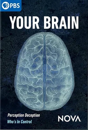 Постер: Your Brain