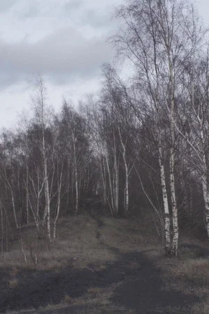 Постер: Terril
