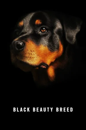 Постер: Black Beauty Breed