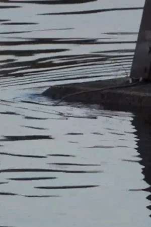 Постер: footage shot along the Susquehanna River set to various pieces of music