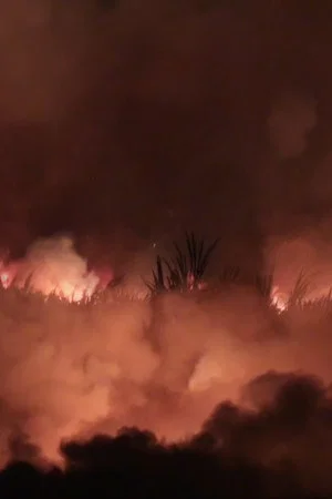 Постер: Sugar Cane