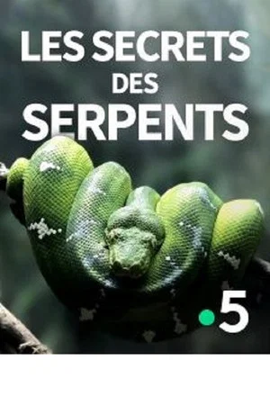 Постер: The Secrets of the Snakes