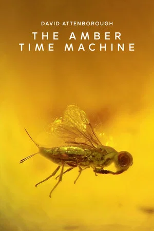 Постер: The Amber Time Machine