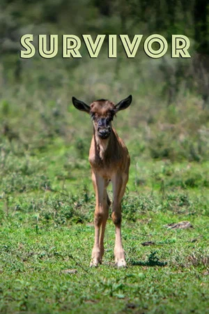 Постер: Survivor