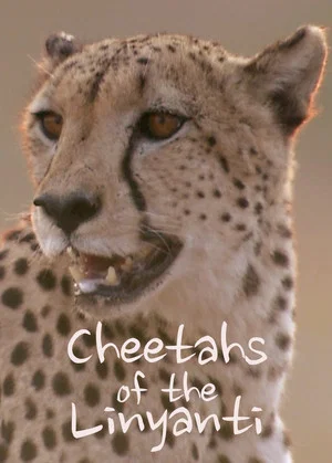 Постер: Cheetahs of the Linyanti