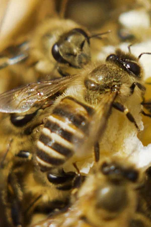 Постер: Une terre sans abeilles?