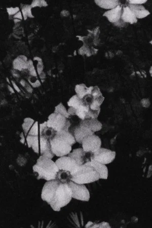 Постер: Für P. (Weiße Blumen)