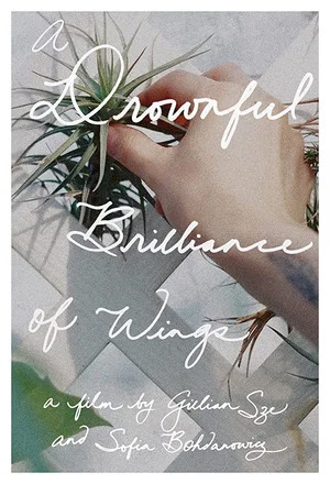 Постер: A Drownful Brilliance of Wings