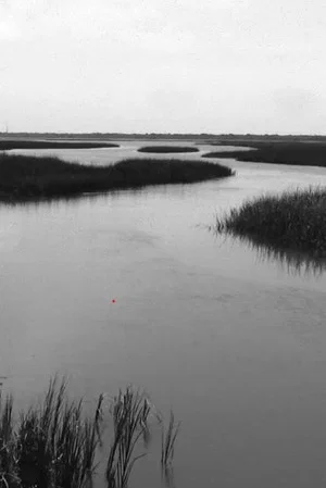 Постер: In The Reeds