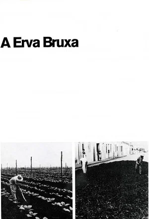 Постер: A Erva Bruxa