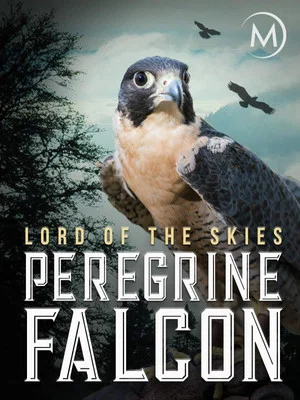 Постер: Peregrine Falcon: Lord of the Skies