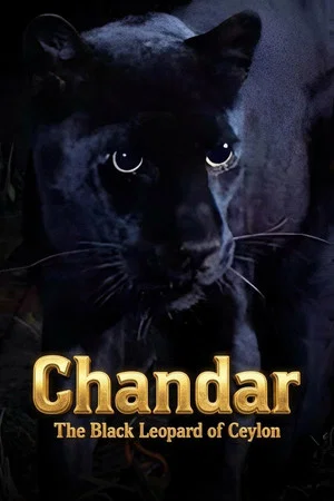 Постер: Chandar, the Black Leopard of Ceylon
