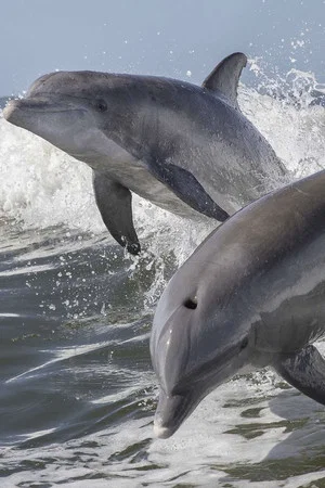 Постер: Summer of Dolphins
