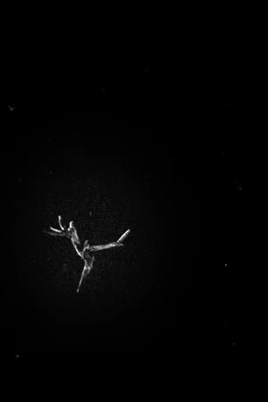 Постер: A Film About a Tree I Like