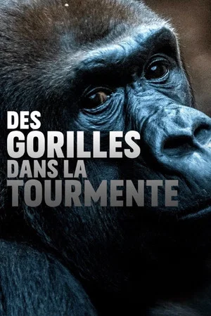 Постер: Gorillas unter Stress