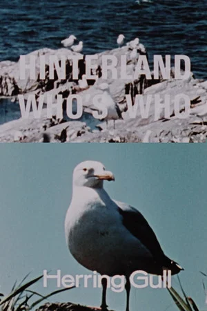 Постер: Hinterland Who's Who: Herring Gull