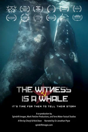 Постер: The Witness is a Whale