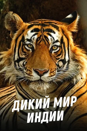 Постер: Into the Wild: India