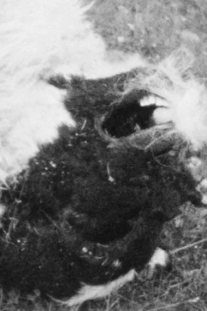 Постер: The Breath of Sheep