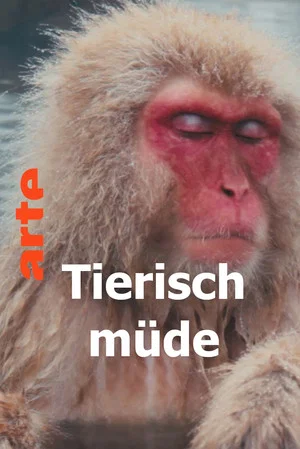 Постер: Tierisch müde - Das Rätsel Schlaf